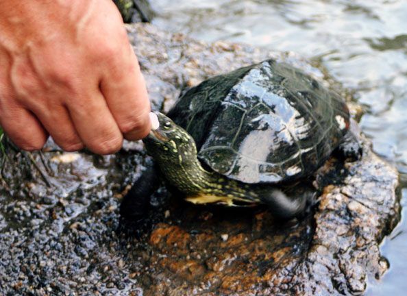 feeding turtles