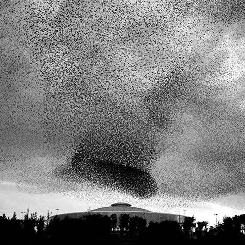 Hungry Hyaena Oh Starlings