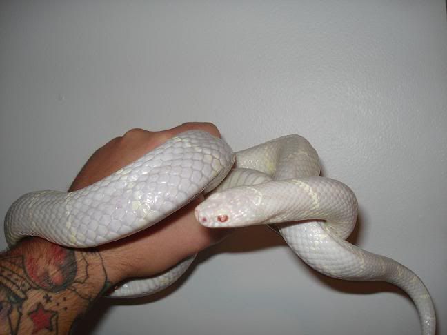 Adult Albino Eastern King 