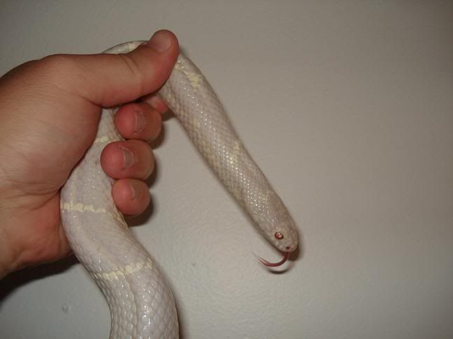 Adult Albino Eastern King 