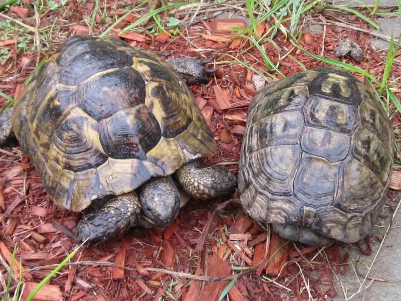 ibera tortoise