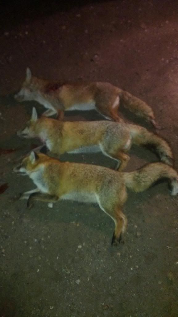 foxtrio.jpg