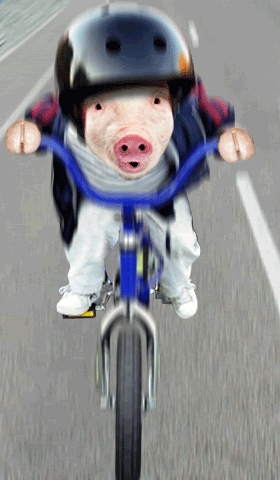 Pigbike.gif