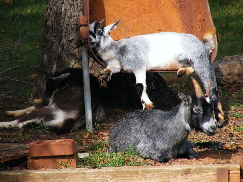 Goats002.jpg