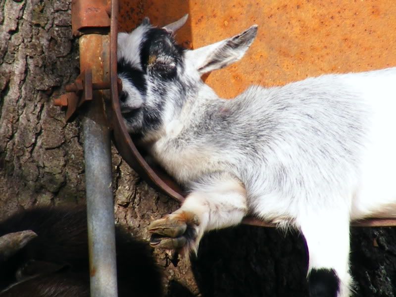 Goats004.jpg