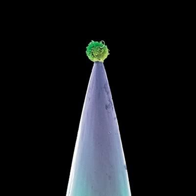 Peter Gabriel - New Blood (Special Edition) (FLAC) (2011)