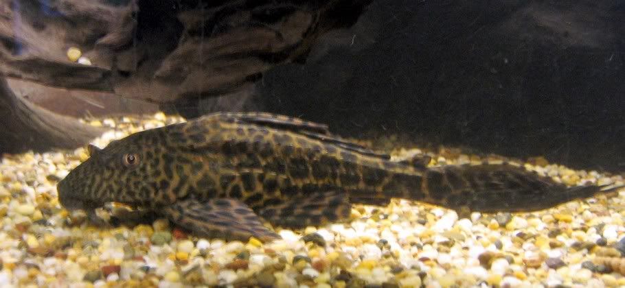 commomplecoclose.jpg