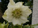 http://i2.photobucket.com/albums/y27/ogaol/th_HelleboreDouble.jpg