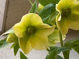 http://i2.photobucket.com/albums/y27/ogaol/th_HelleboreJaune.jpg