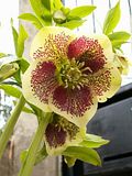 http://i2.photobucket.com/albums/y27/ogaol/th_HelleborePicotee.jpg