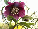 http://i2.photobucket.com/albums/y27/ogaol/th_HelleboreRose.jpg