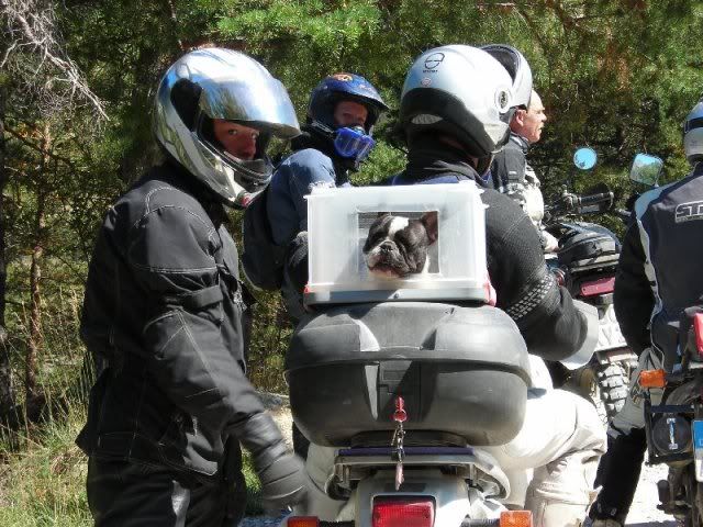 Hund und Roller fahren