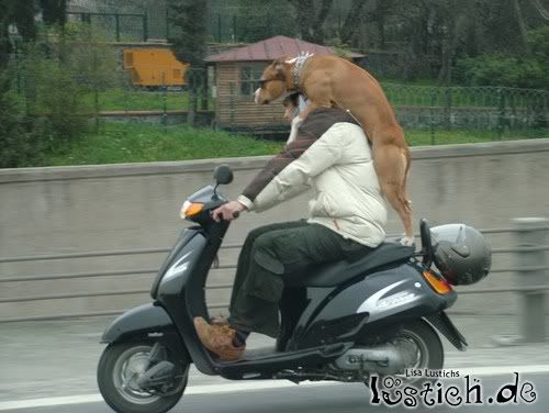 Hund und Roller fahren