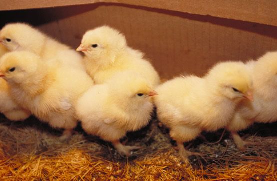 baby_chicks222.jpg