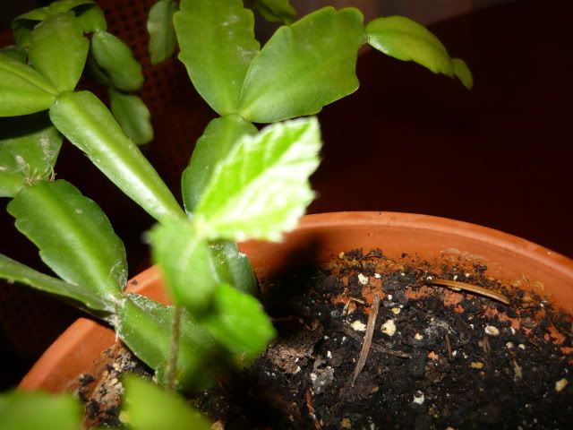 P1020513.jpg