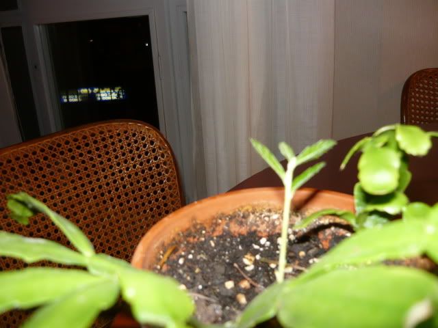 P1020515.jpg