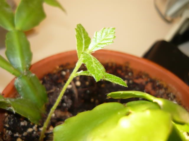 P1020517.jpg