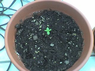 Seedling1a.jpg