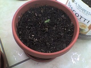 Seedling2a.jpg