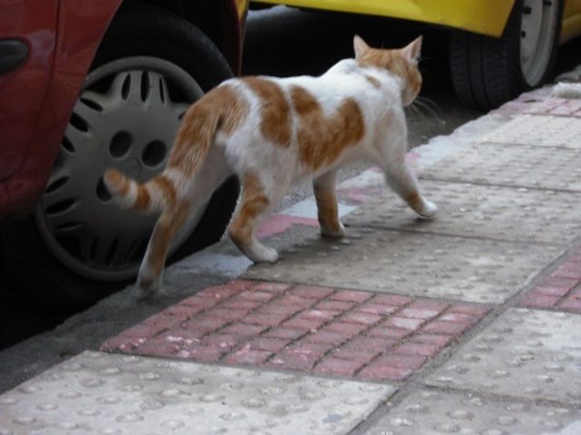 catleaving.jpg