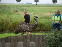 GTAGames.nl afbeelding