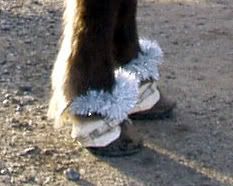 thehooves.jpg