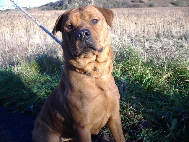 Ridgeback X Bullmastiff