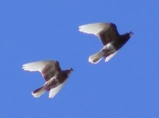 fly formation