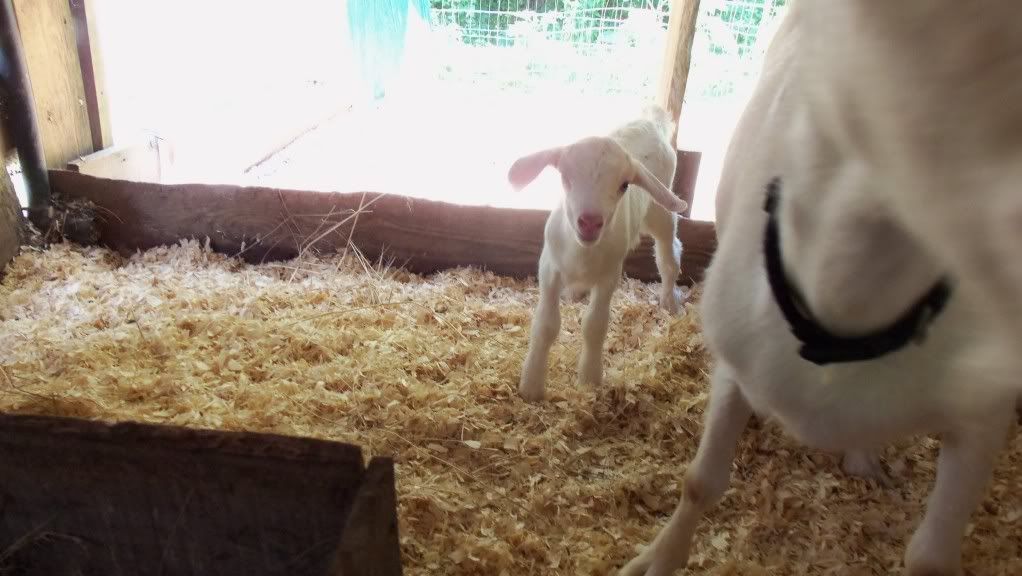 Baby pictures - Goats