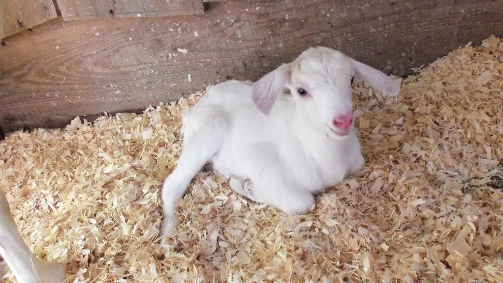 Baby pictures - Goats