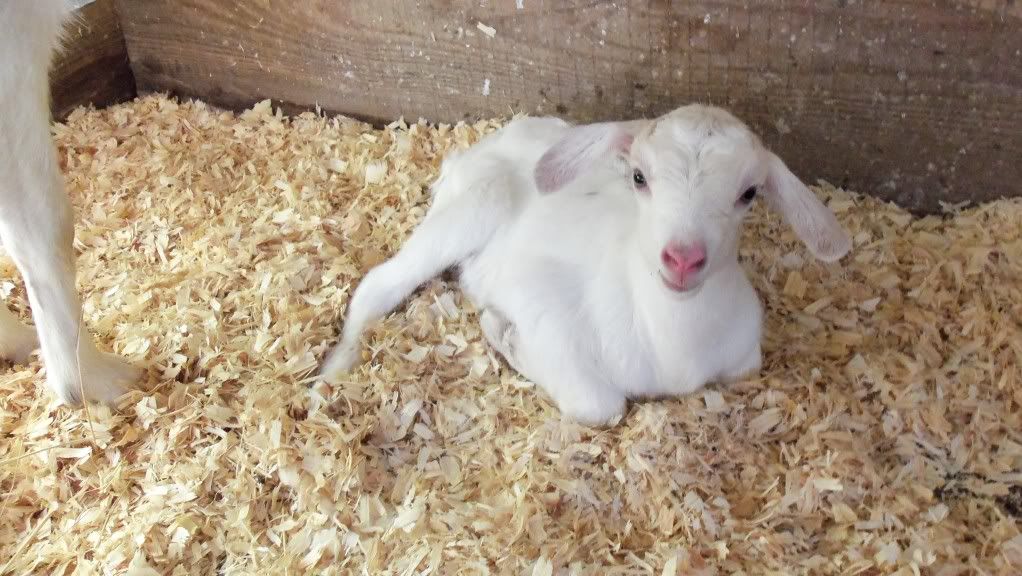 Baby pictures - Goats