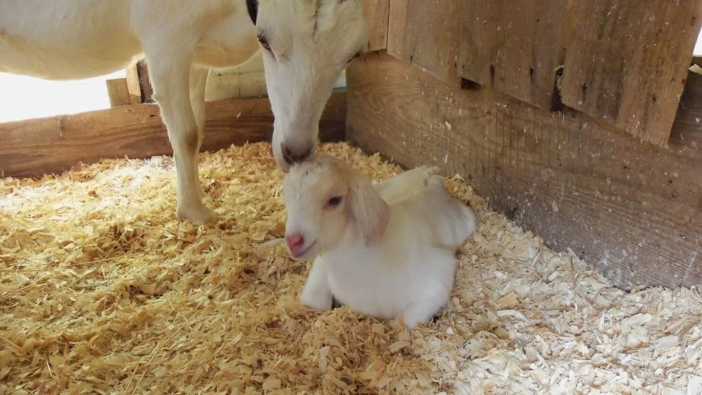 Baby pictures - Goats