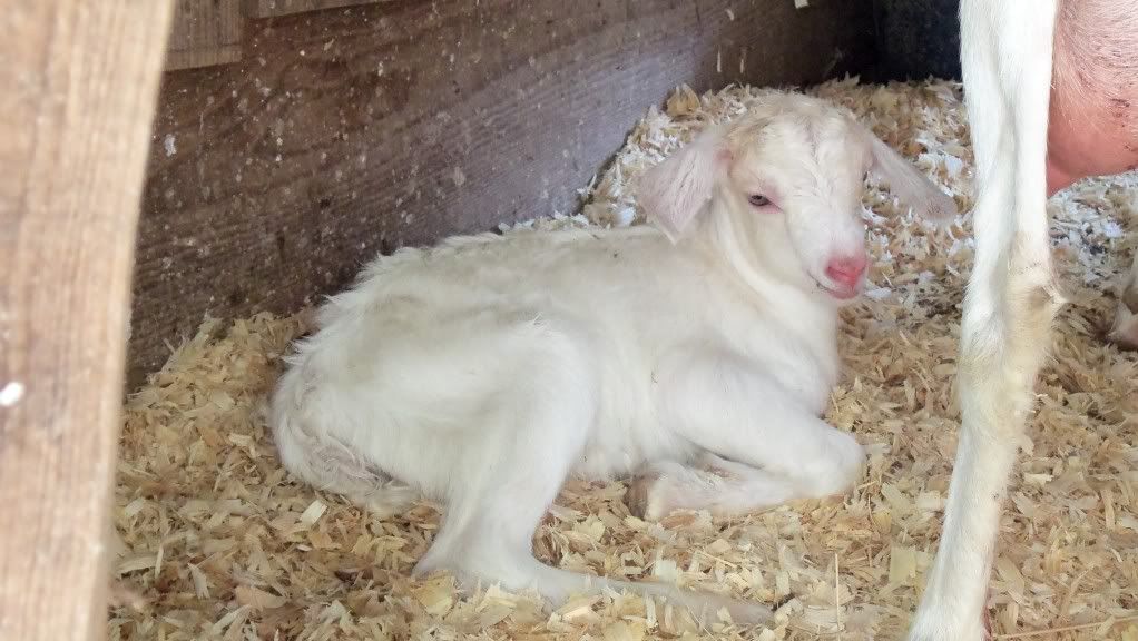 Baby pictures - Goats