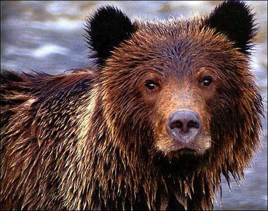 Grizzly Bear Pictures, Images and Photos
