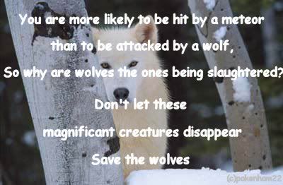 whitewolf.jpg