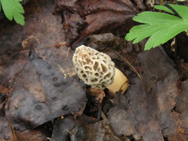 Image hosted by Photobucket.com