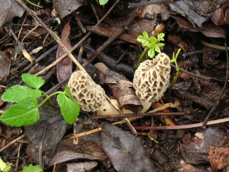 Image hosted by Photobucket.com