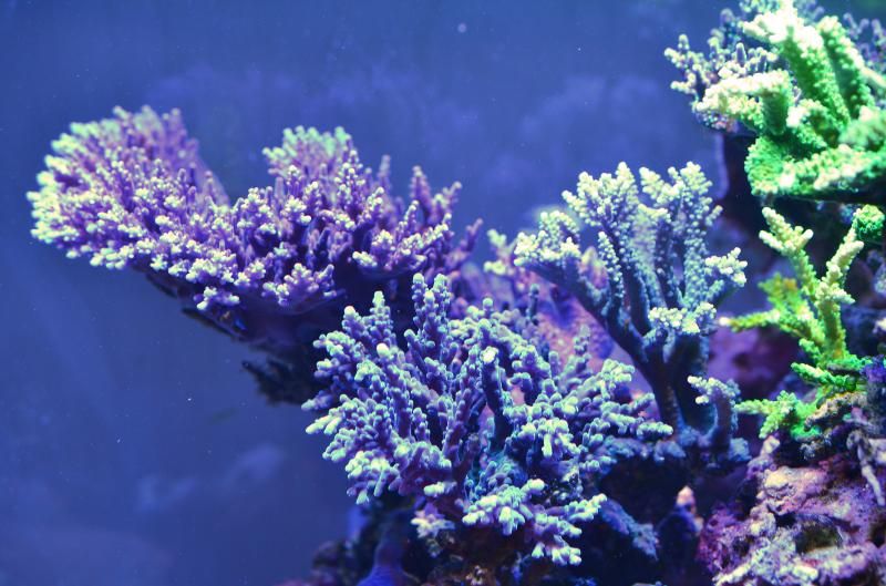 DSC 0650 zps2b1423ee - Happy 10th Birthday to.... my tank!