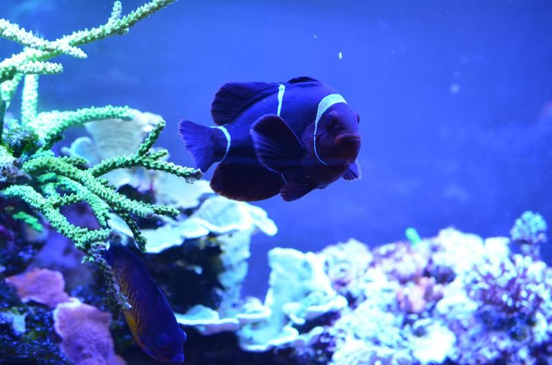 DSC 0656 zps4d01e95e - Happy 10th Birthday to.... my tank!