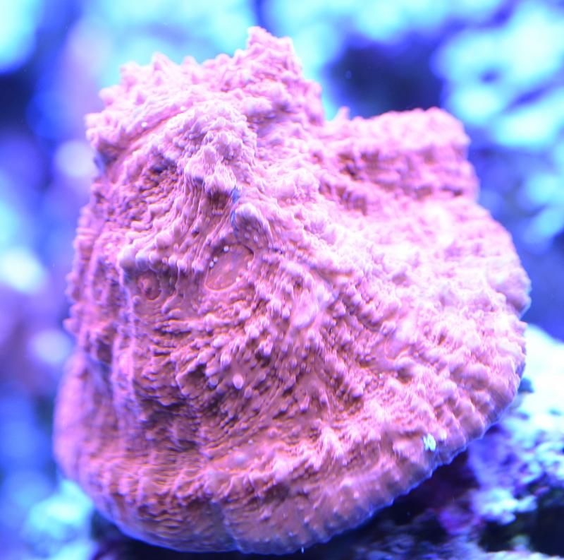 DSC 0663 zpsdf90bda5 - Happy 10th Birthday to.... my tank!