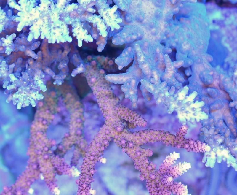 DSC 0675A zps064b3ac8 - Happy 10th Birthday to.... my tank!