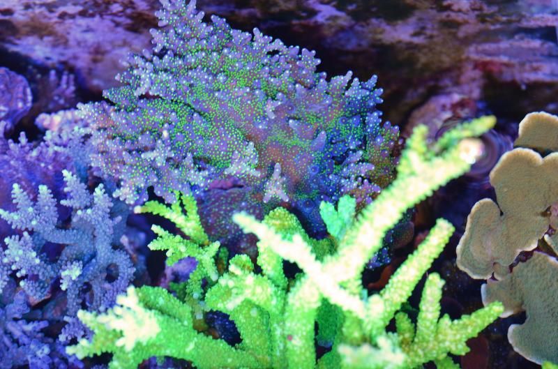 DSC 0692 zps5cd81065 - Happy 10th Birthday to.... my tank!