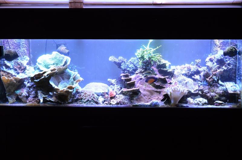 FTS1 zps9081ae22 - Happy 10th Birthday to.... my tank!