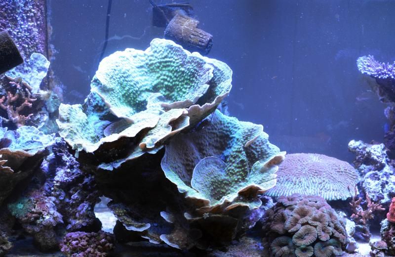 FTS3 zps1b5a1fa7 - Happy 10th Birthday to.... my tank!