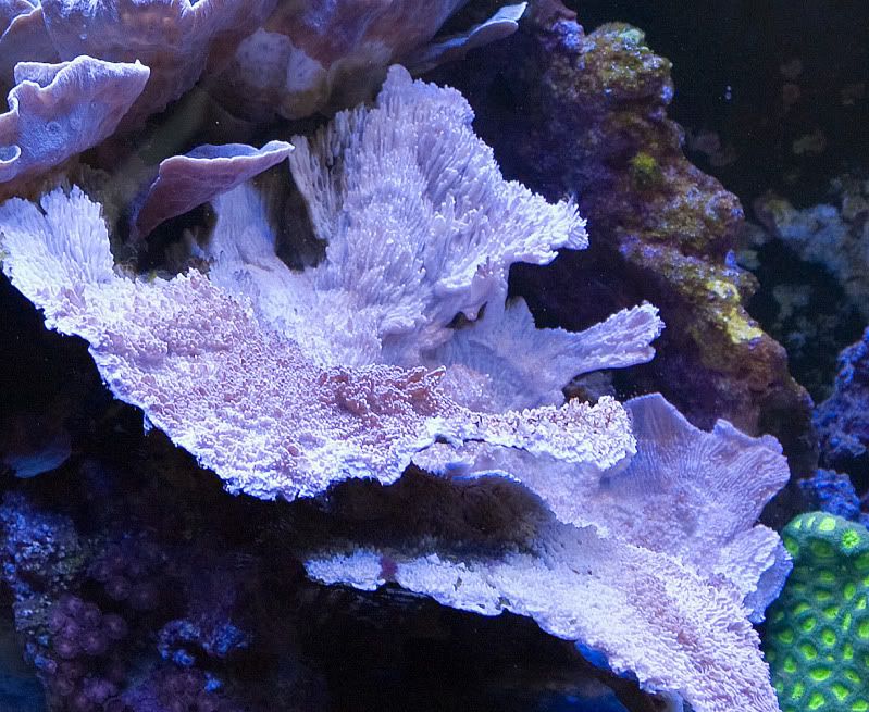 Bleach 2 - When corals bleach...