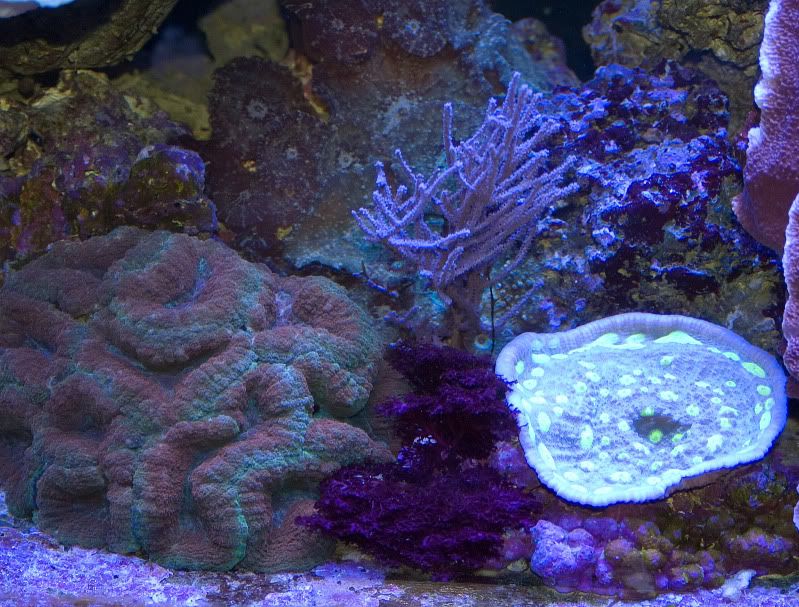 center - When corals bleach...