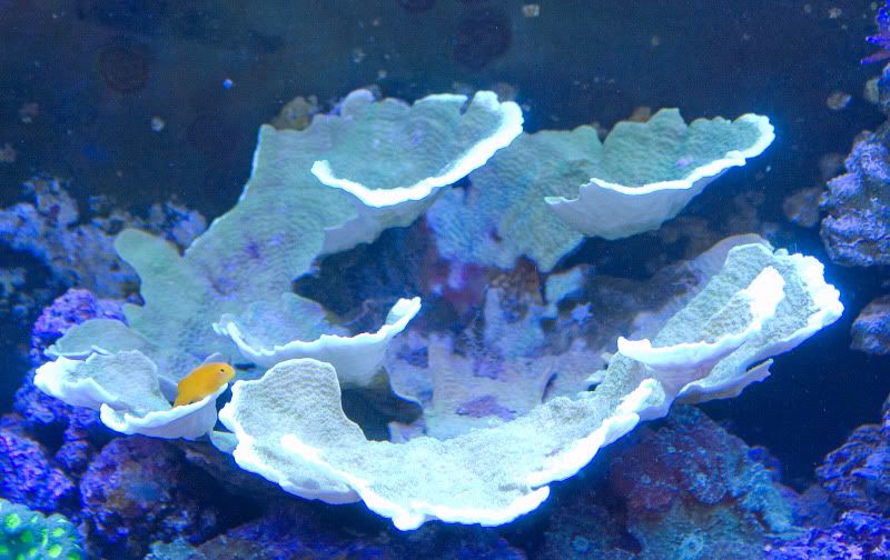 green cap - When corals bleach...