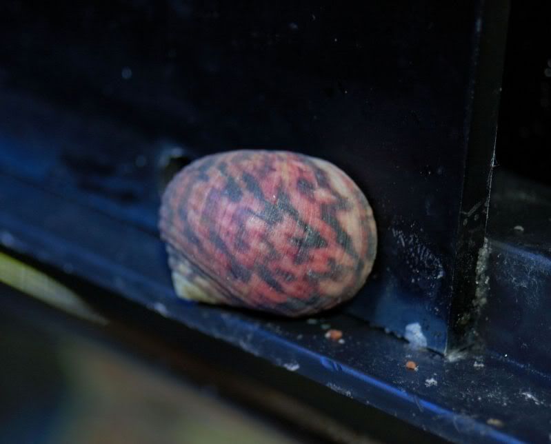snail - Crazy snail from the keys won't stay in tank!