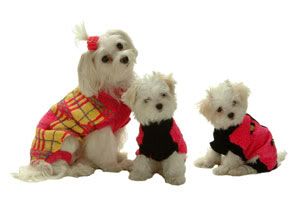 [Image: dog_sweater_family.jpg]