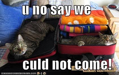 Cats-CatsInPackedSuitcaseYouDidntSa.jpg Cats - Cats In Packed Suitcase, You Didn't Say We Couldn't Come image by Fredcat